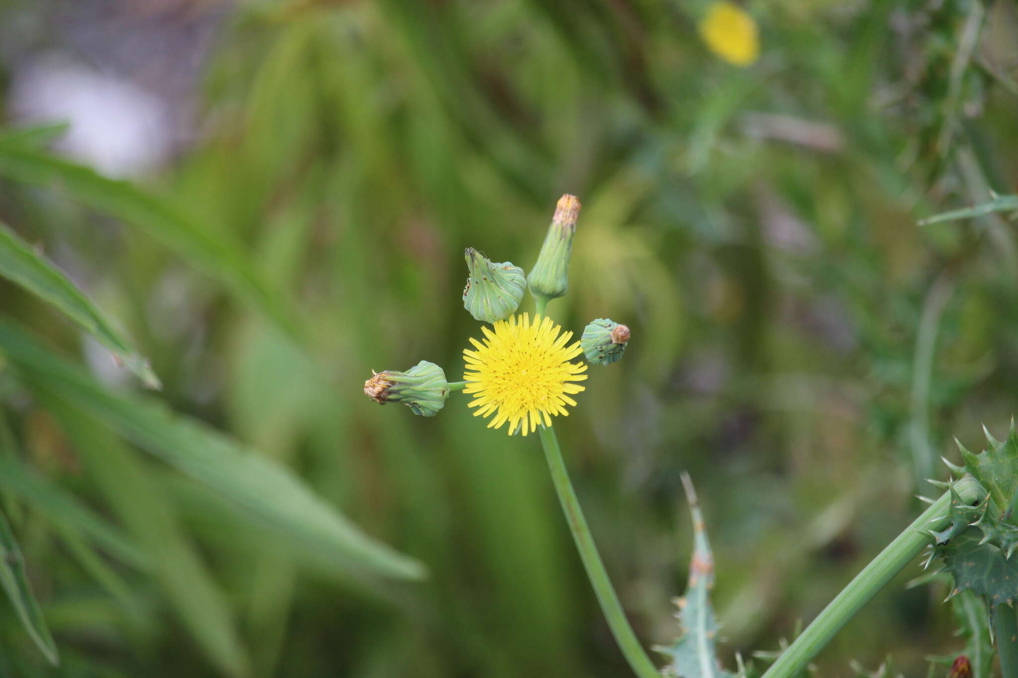 Слика од Sonchus asper (L.) Hill