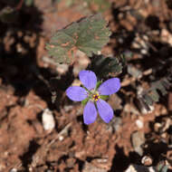 Image of Erodium carolinianum J. J. Aldasoro, C. Aedo, C. Navarro & L. Saez