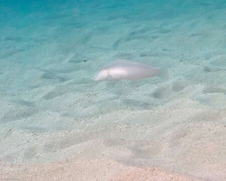 Image of Brown-lined wrasse