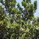 Image of Eggfruit