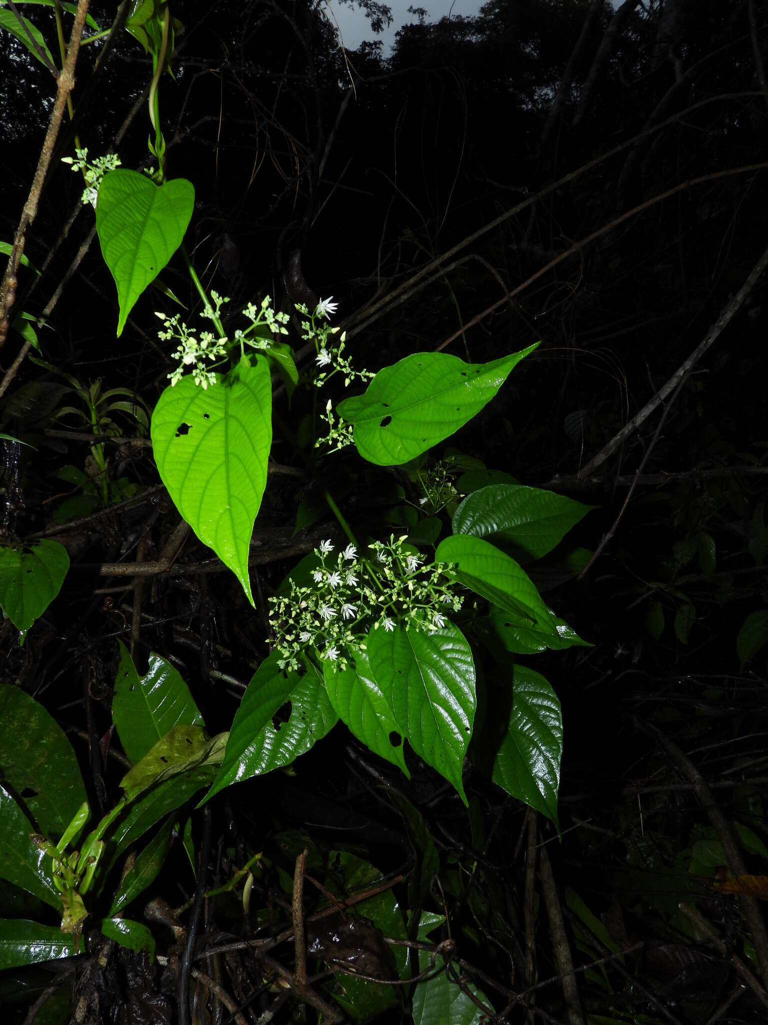 Imagem de Byttneria catalpifolia Jacq.