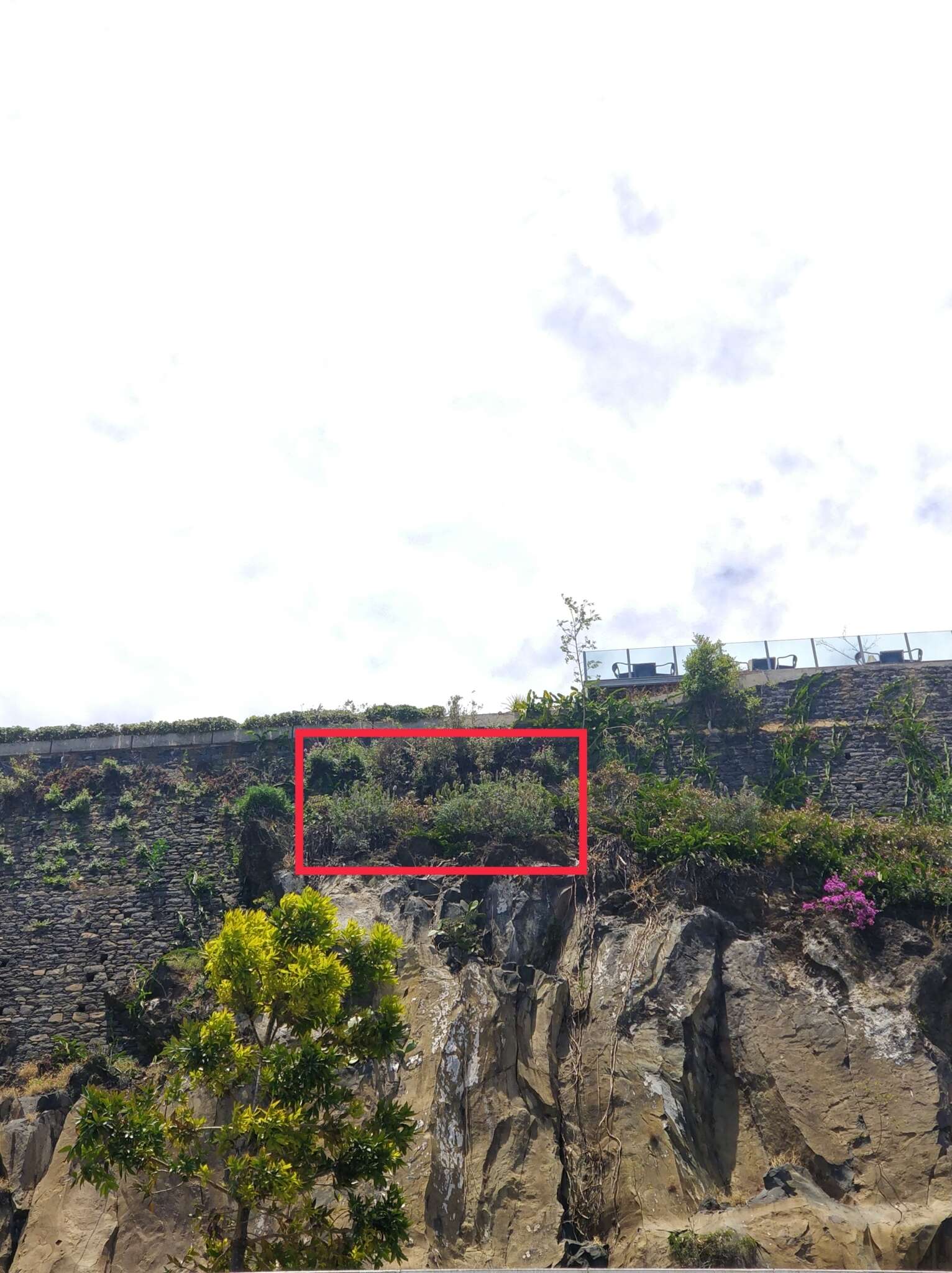 Image of Echium nervosum Dryand. ex Ait.