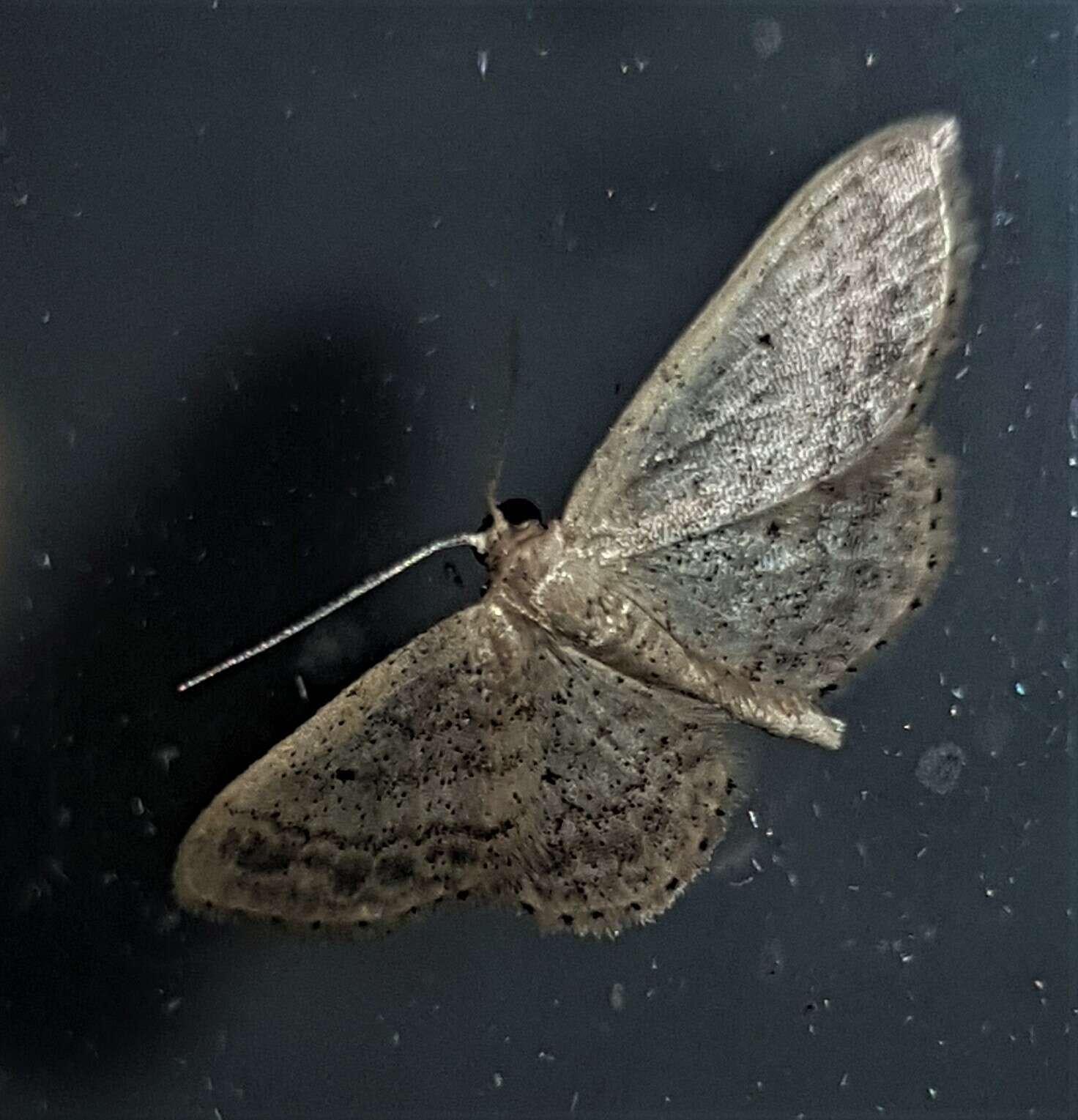 Image of Idaea elaphrodes Turner 1908