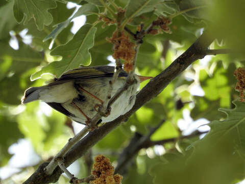 Слика од Phylloscopus bonelli (Vieillot 1819)