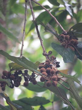 Слика од Hampea appendiculata (J. D. Smith) Standl.