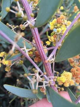 Acacia redolens Maslin resmi