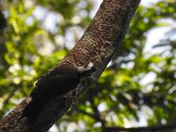 Image of Yellow-crested Woodpecker