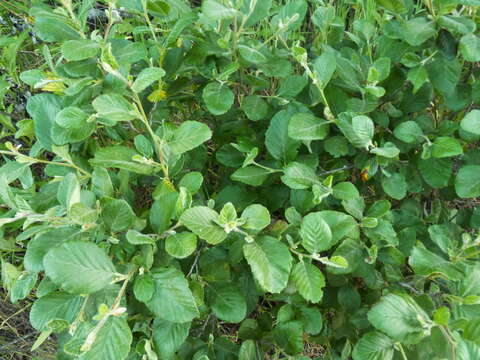 Image of island mountain mahogany