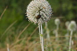 Image of Echinops sahyadricus