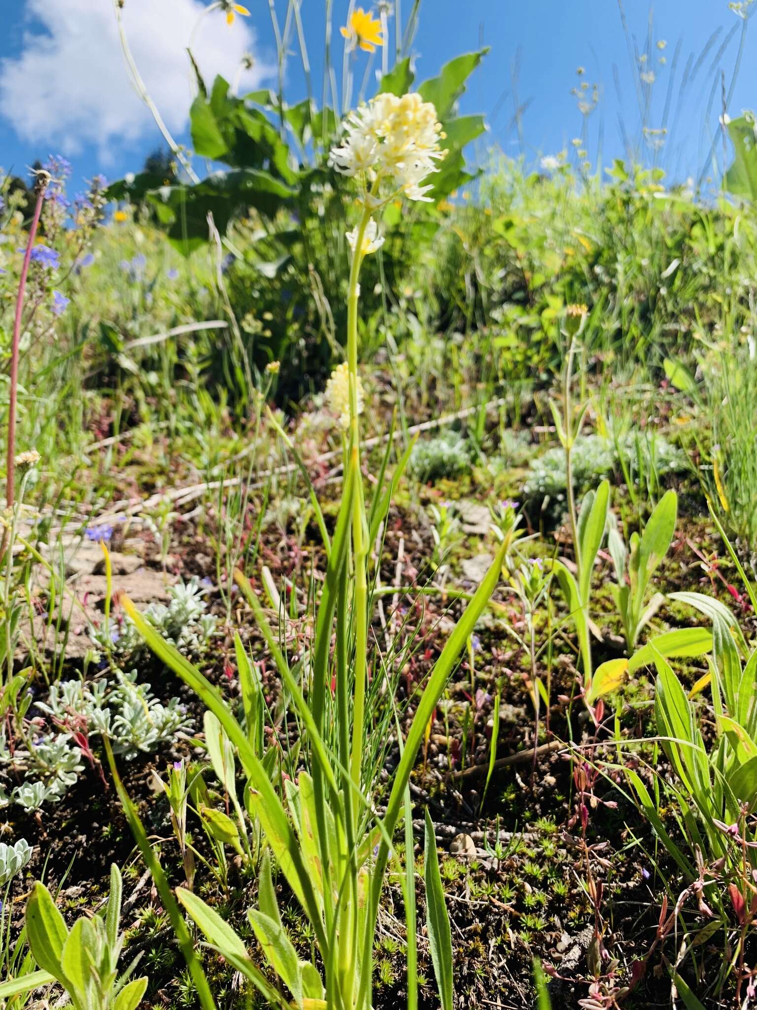 Image of grassy deathcamas