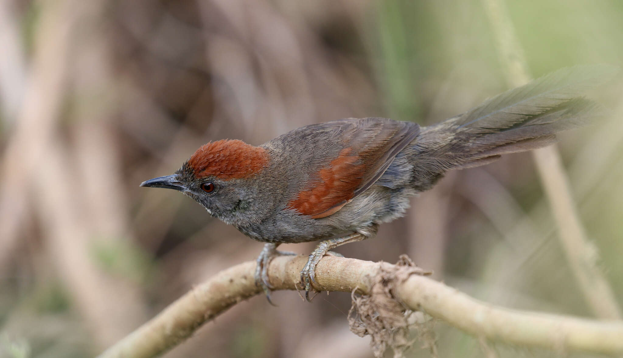 Image of Cinereous-breasted Spinetail