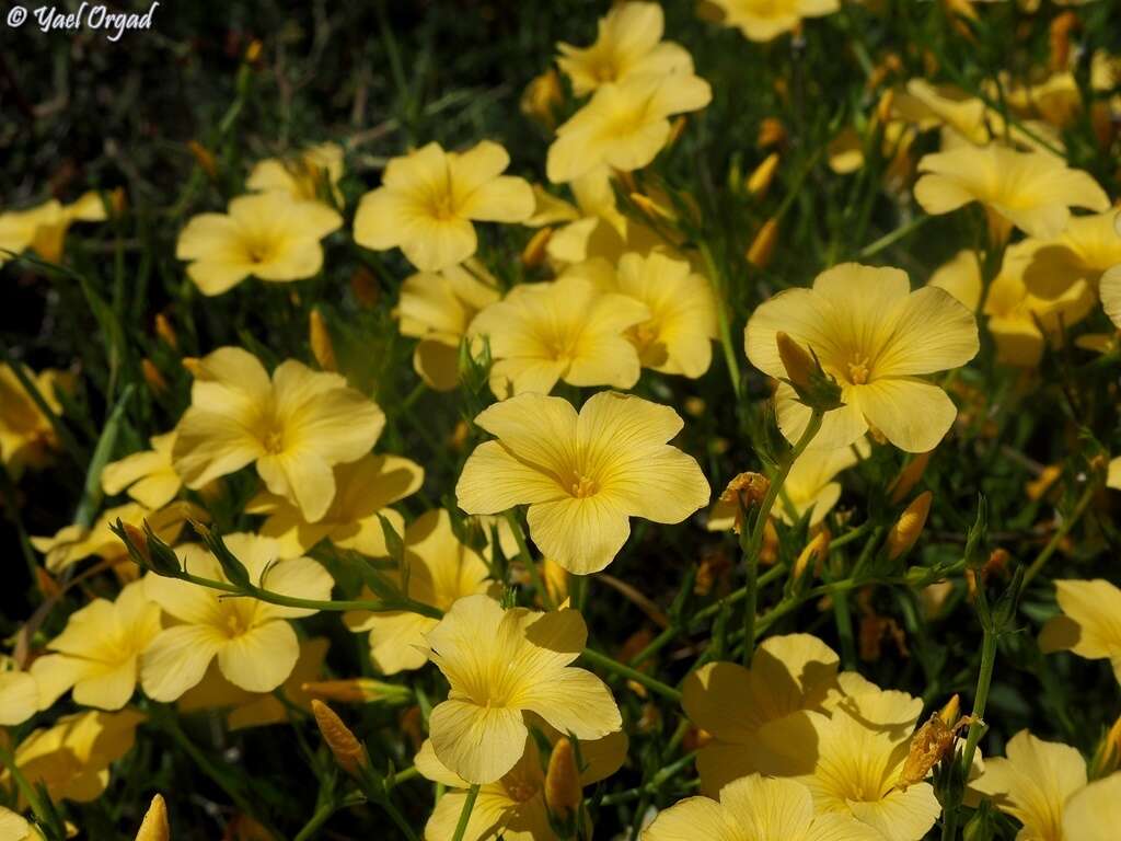 Image of Linum mucronatum Bertol.