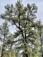 Image of Chihuahua Pine