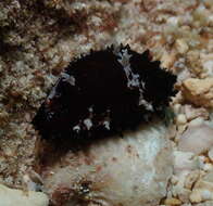 Image of half-extending cowry