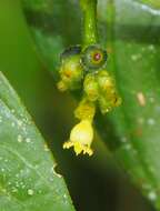 صورة Palicourea brachiata (Sw.) Borhidi