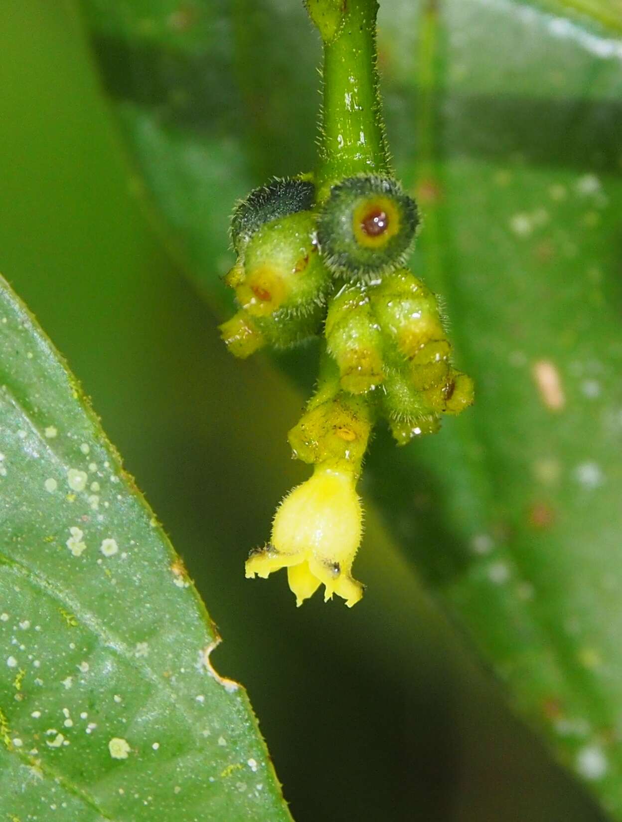 صورة Palicourea brachiata (Sw.) Borhidi