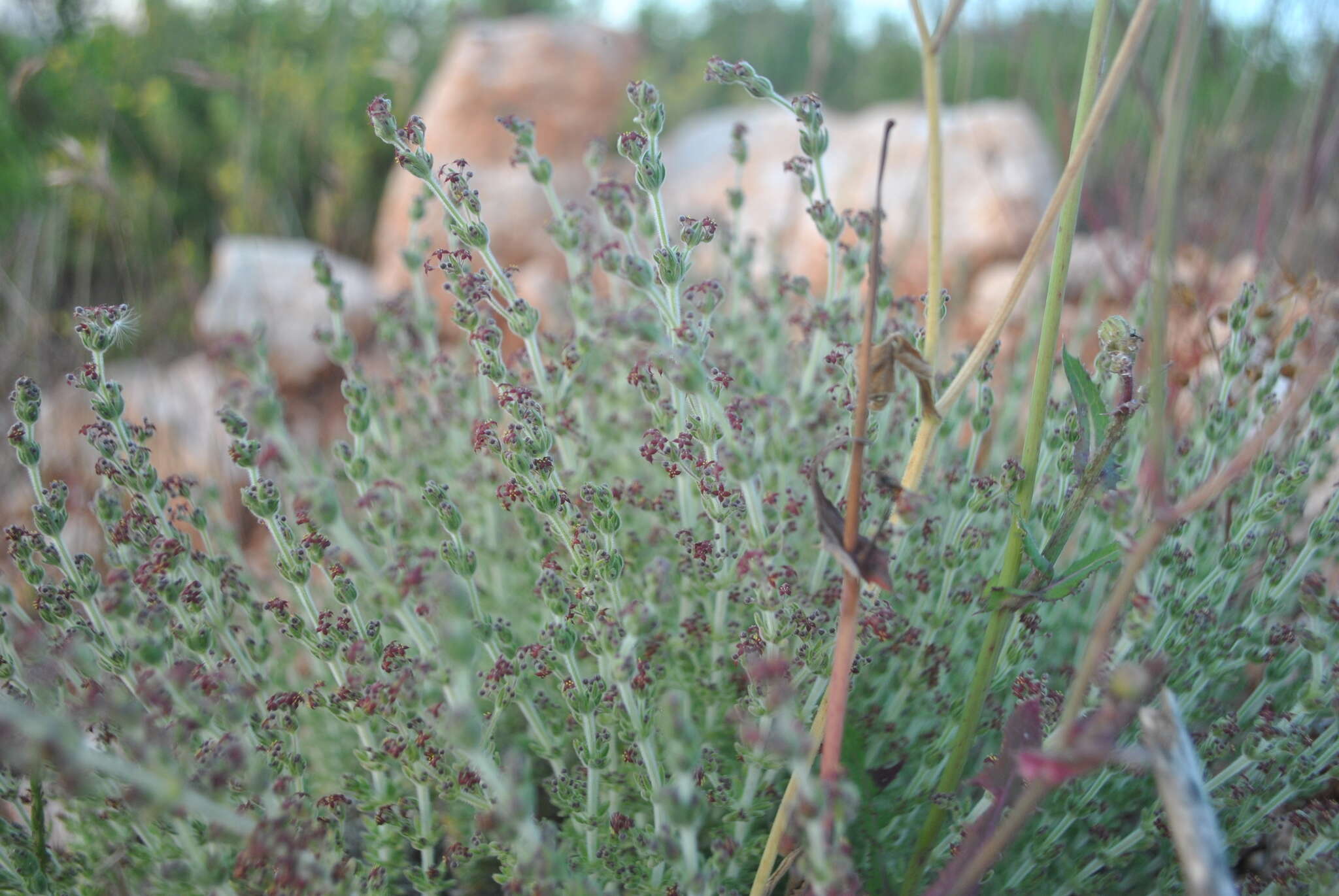 Plancia ëd Galium canum Req. ex DC.