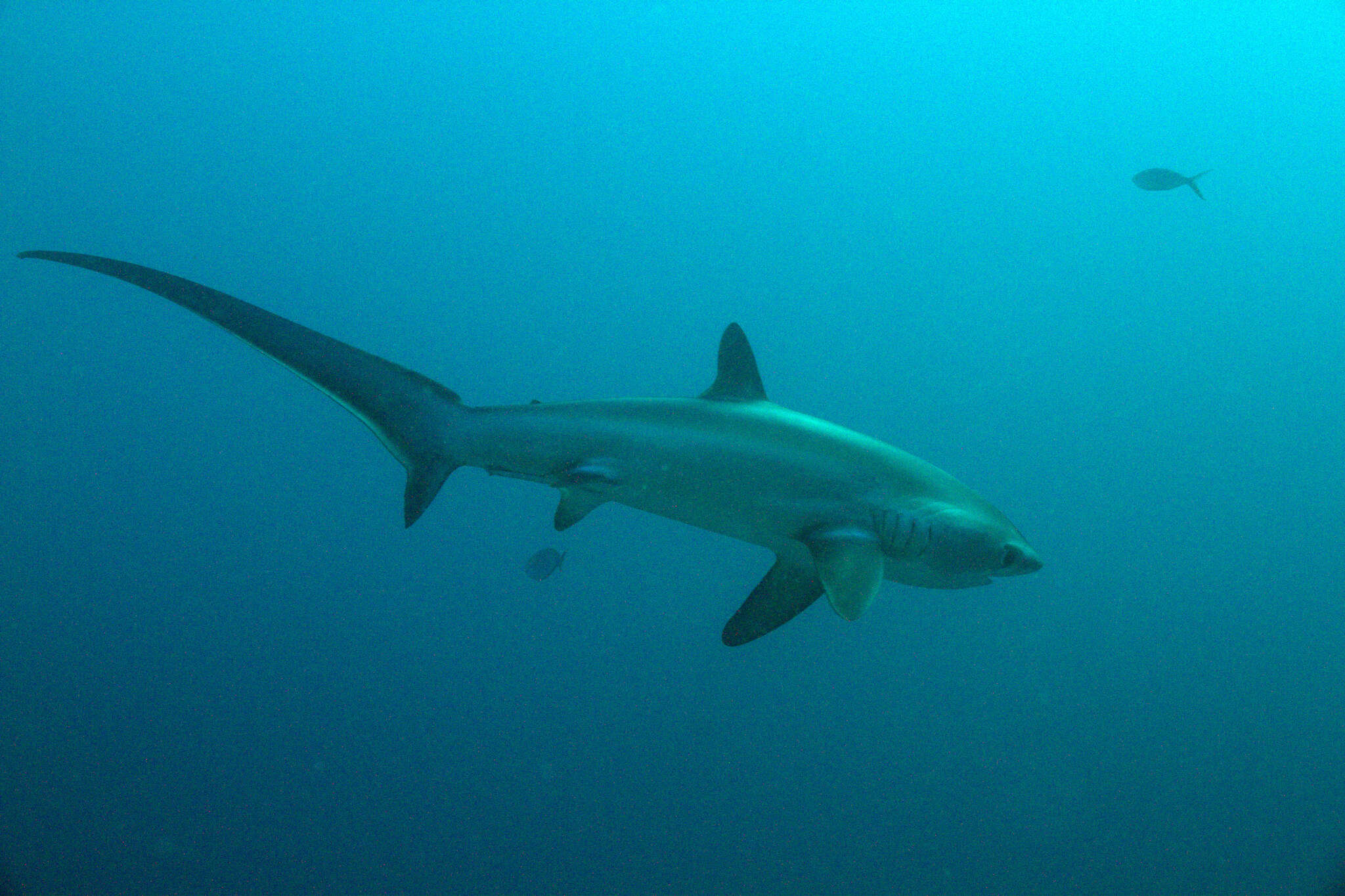 Image of thresher sharks