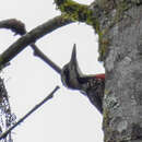 Image of Fire-bellied Woodpecker