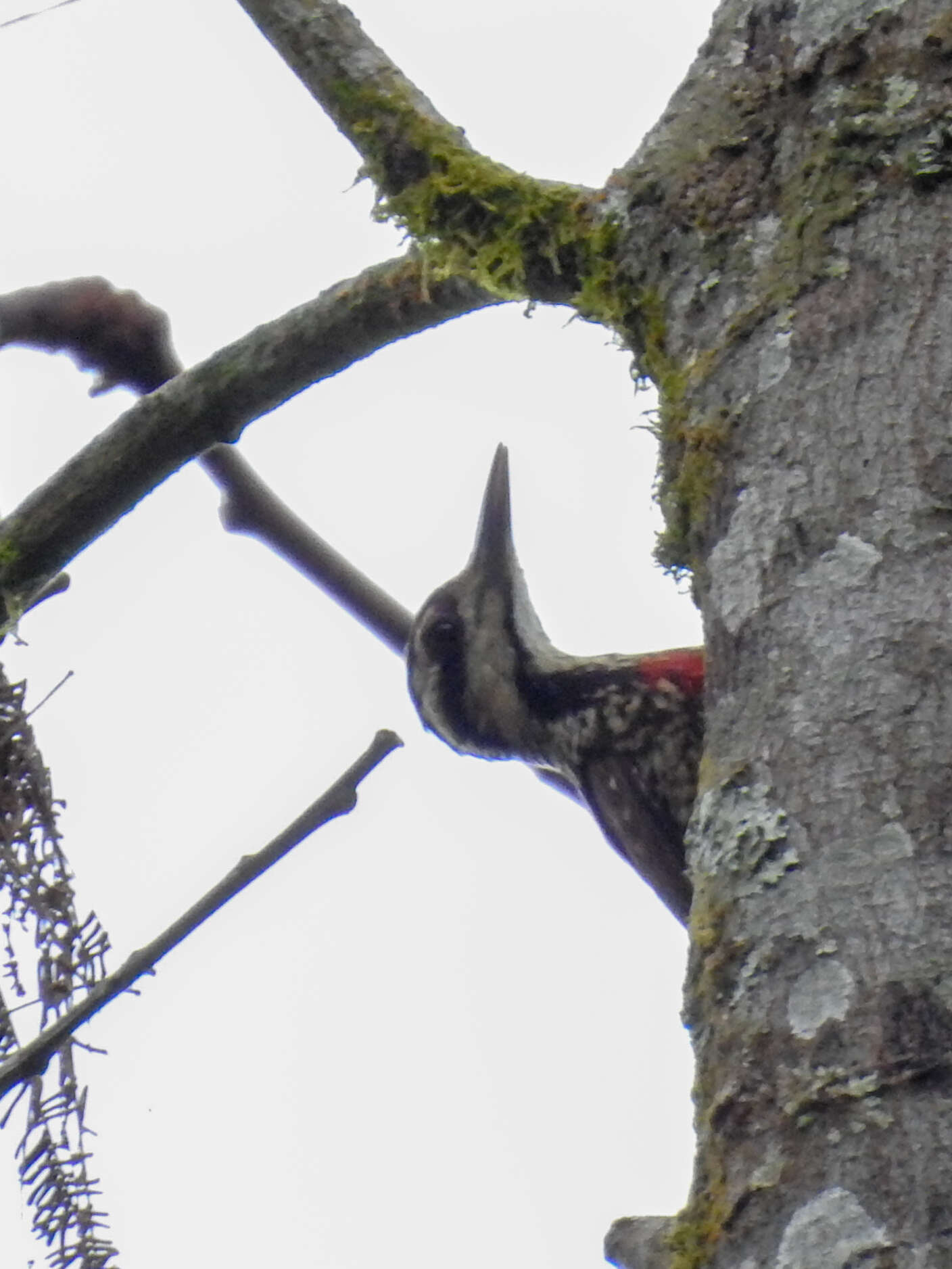 Image of Fire-bellied Woodpecker