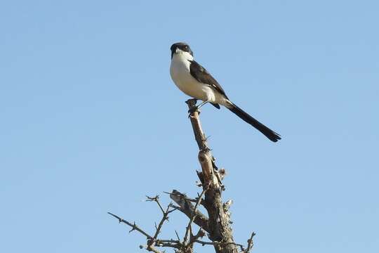 Image of Long-tailed Fiscal