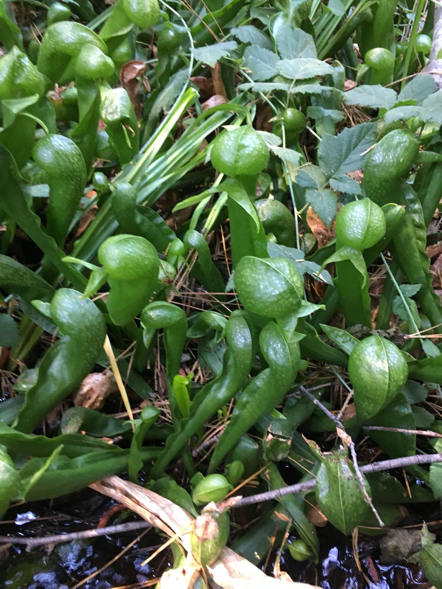 Image of California Pitcher Plant