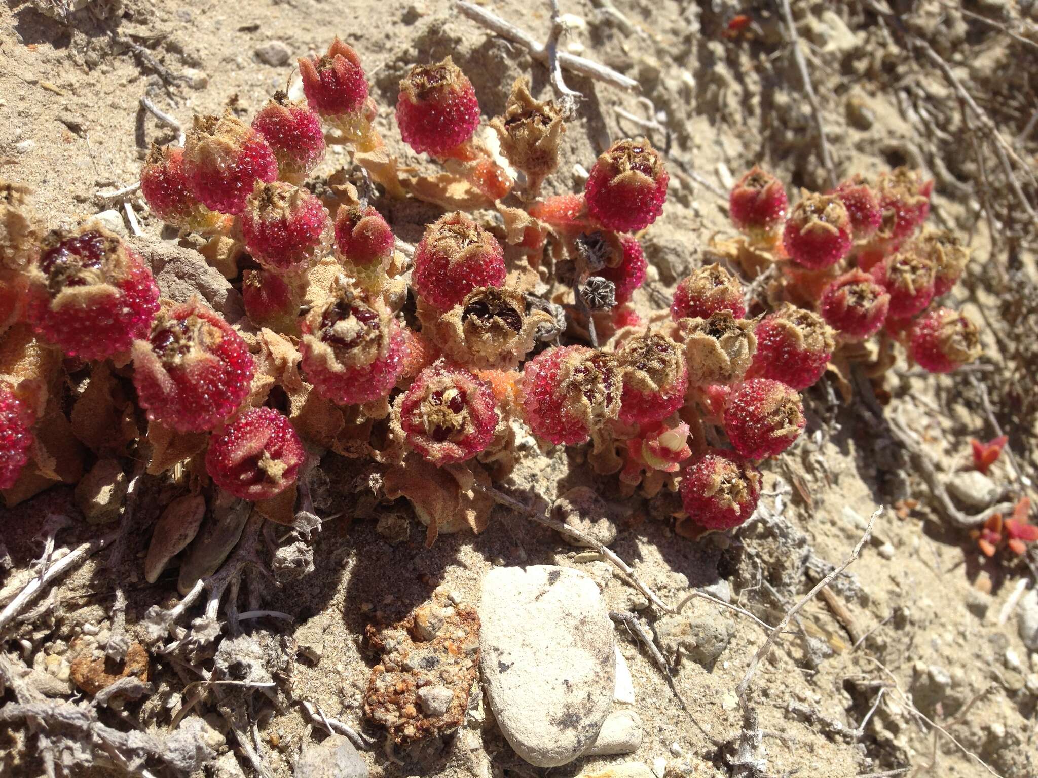 Image of common iceplant