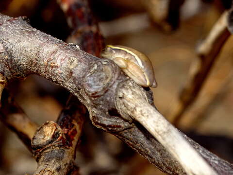 Image of Betsileo Reed Frog