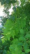 Imagem de Osmunda regalis L.