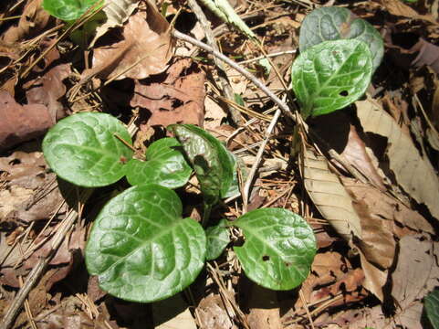 Imagem de Pyrola japonica Klenze ex Alef.