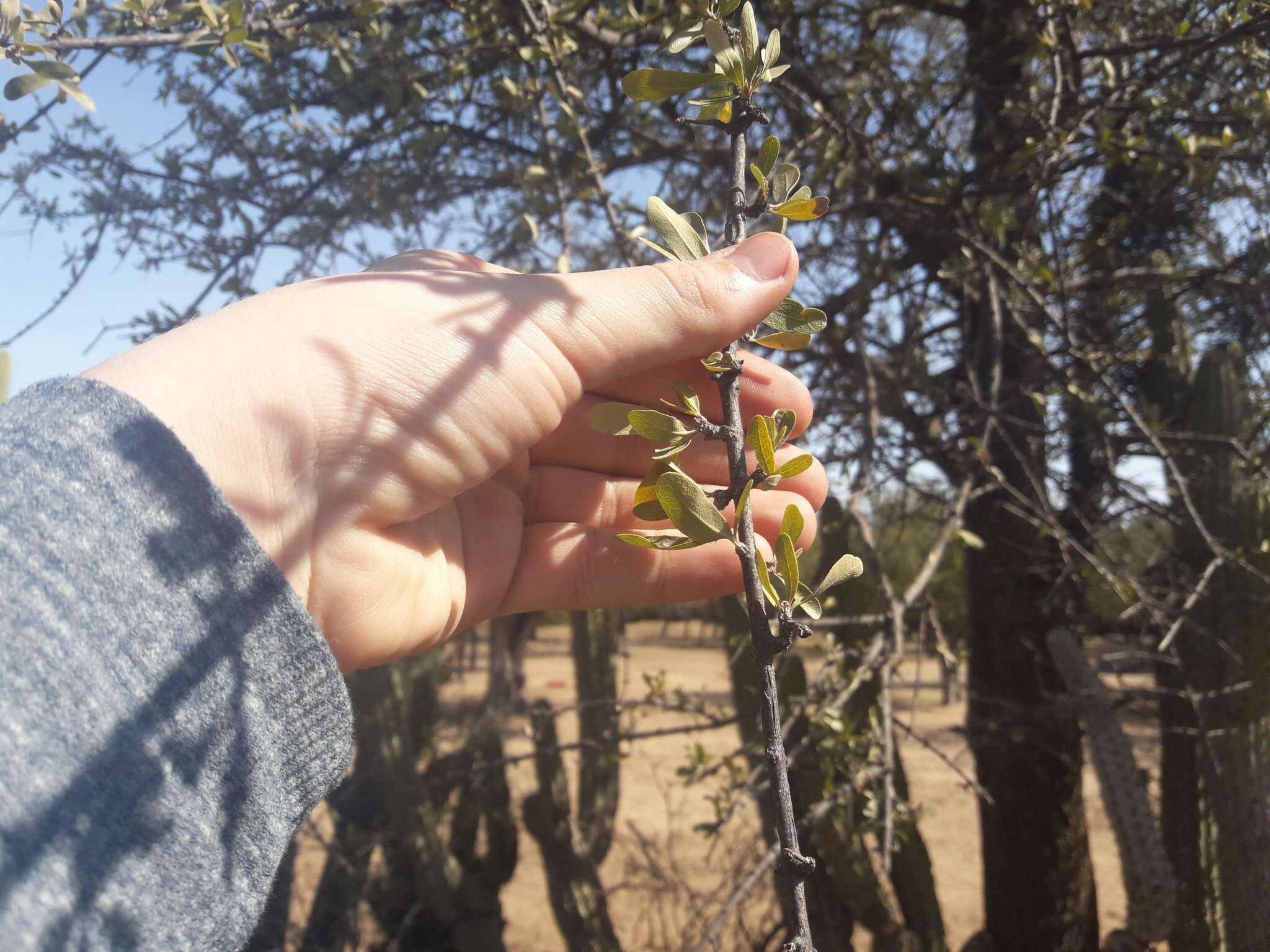 Image of Tabebuia nodosa (Griseb.) Griseb.