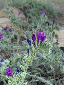 Image of Echium sabulicola subsp. decipiens (Pomel) Klotz