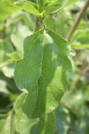 Image de Helianthus silphioides Nutt.