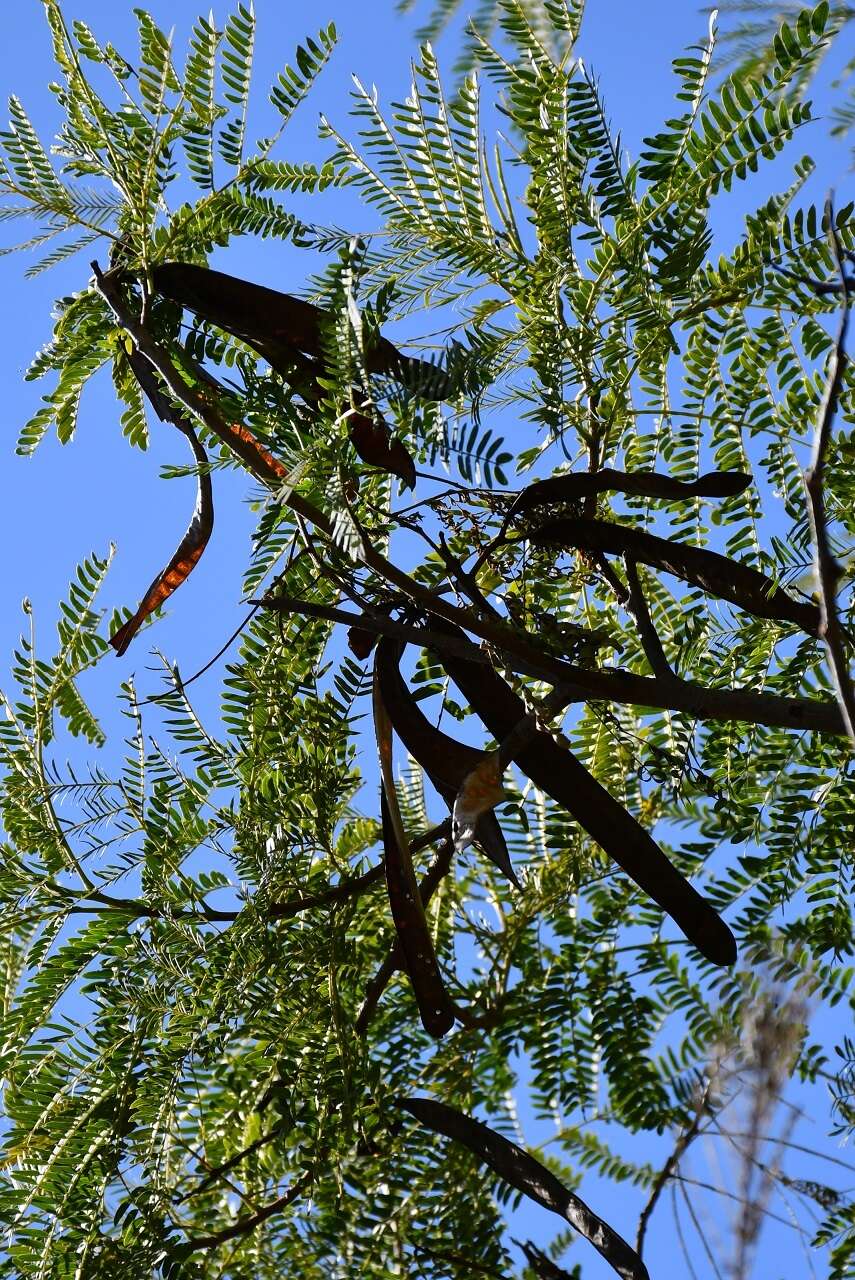 Image of Leucaena shannonii Donn. Sm.