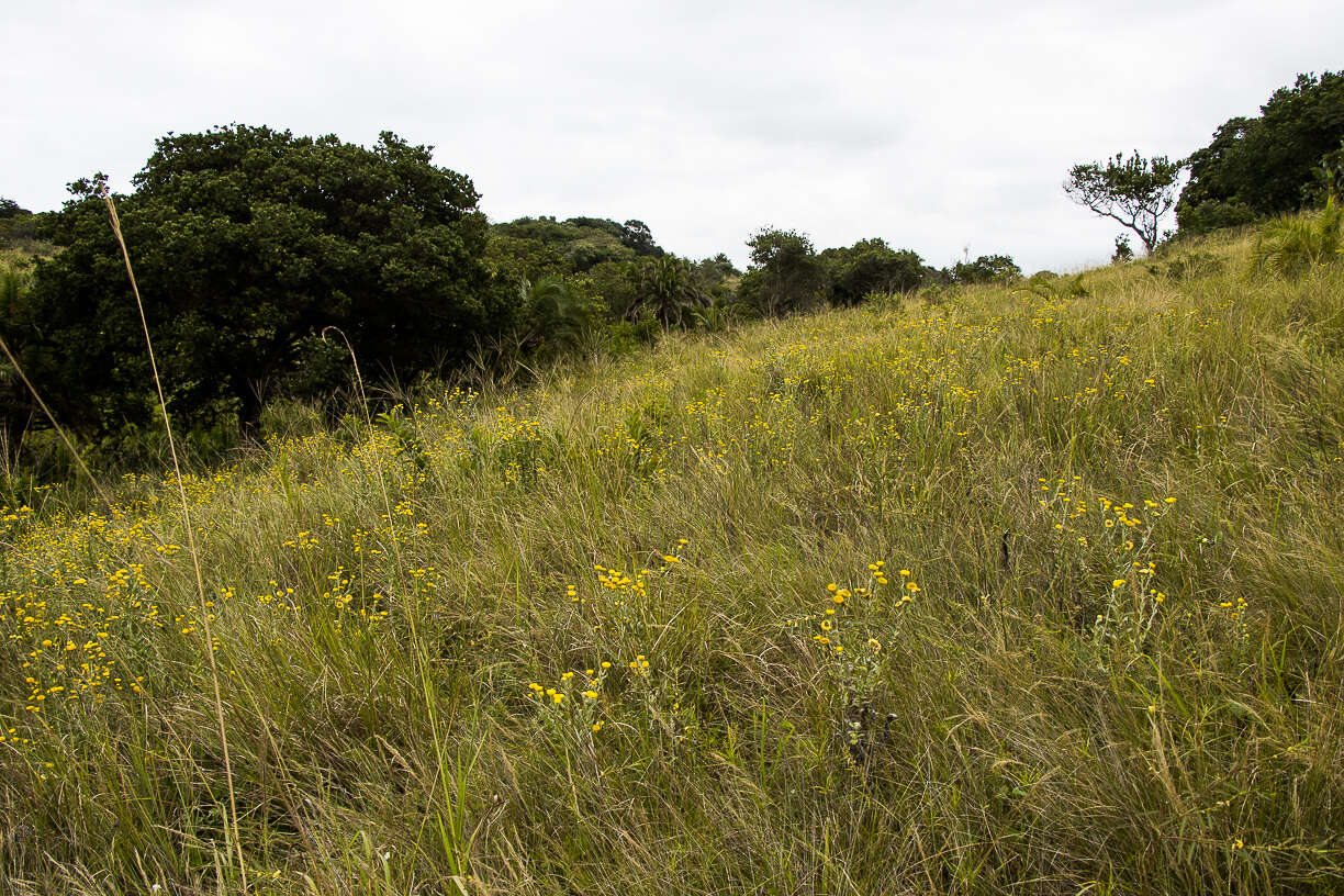 Image of Helichrysum decorum DC.