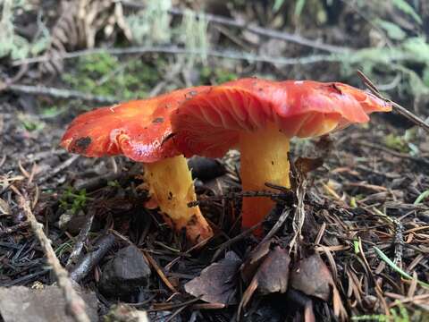 Imagem de Hygrocybe laetissima (A. H. Sm. & Hesler) Singer 1951