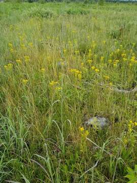 Imagem de Solidago vossii J. S. Pringle & Laureto