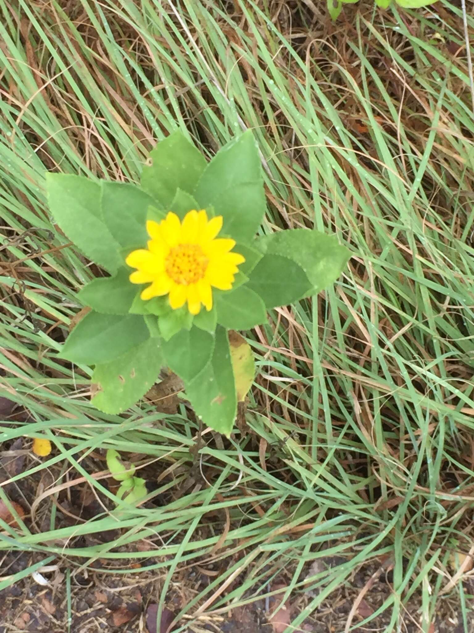 Image of roughstem rosinweed