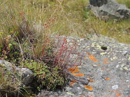 Image of Saxifraga kolenatiana Regel