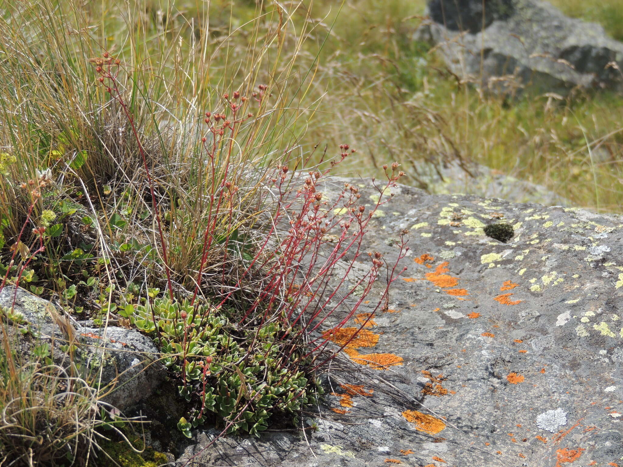 Image of Saxifraga kolenatiana Regel