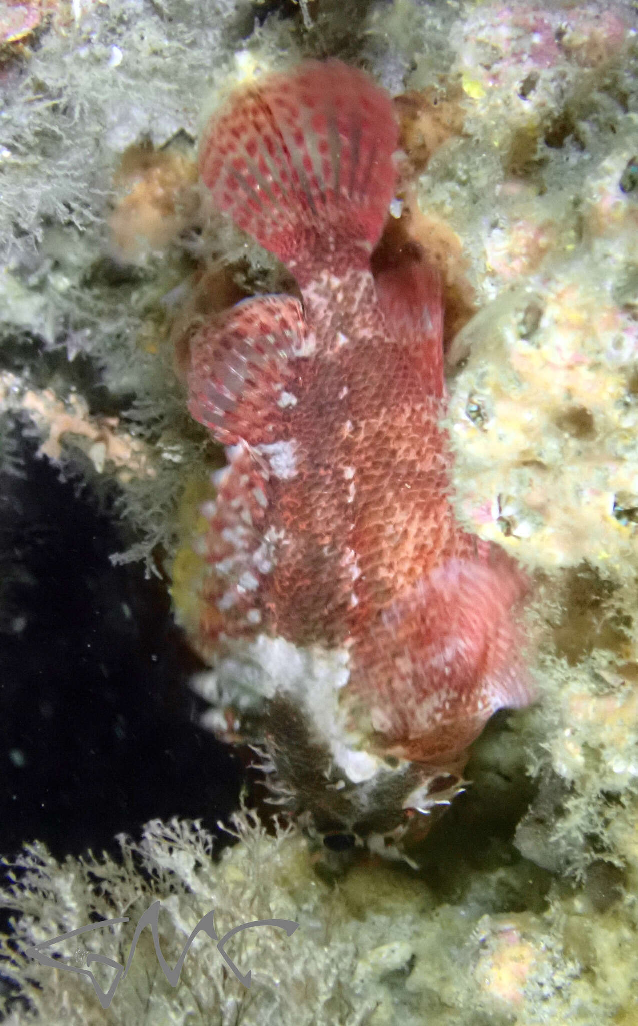 Image of Cheekspot scorpionfish