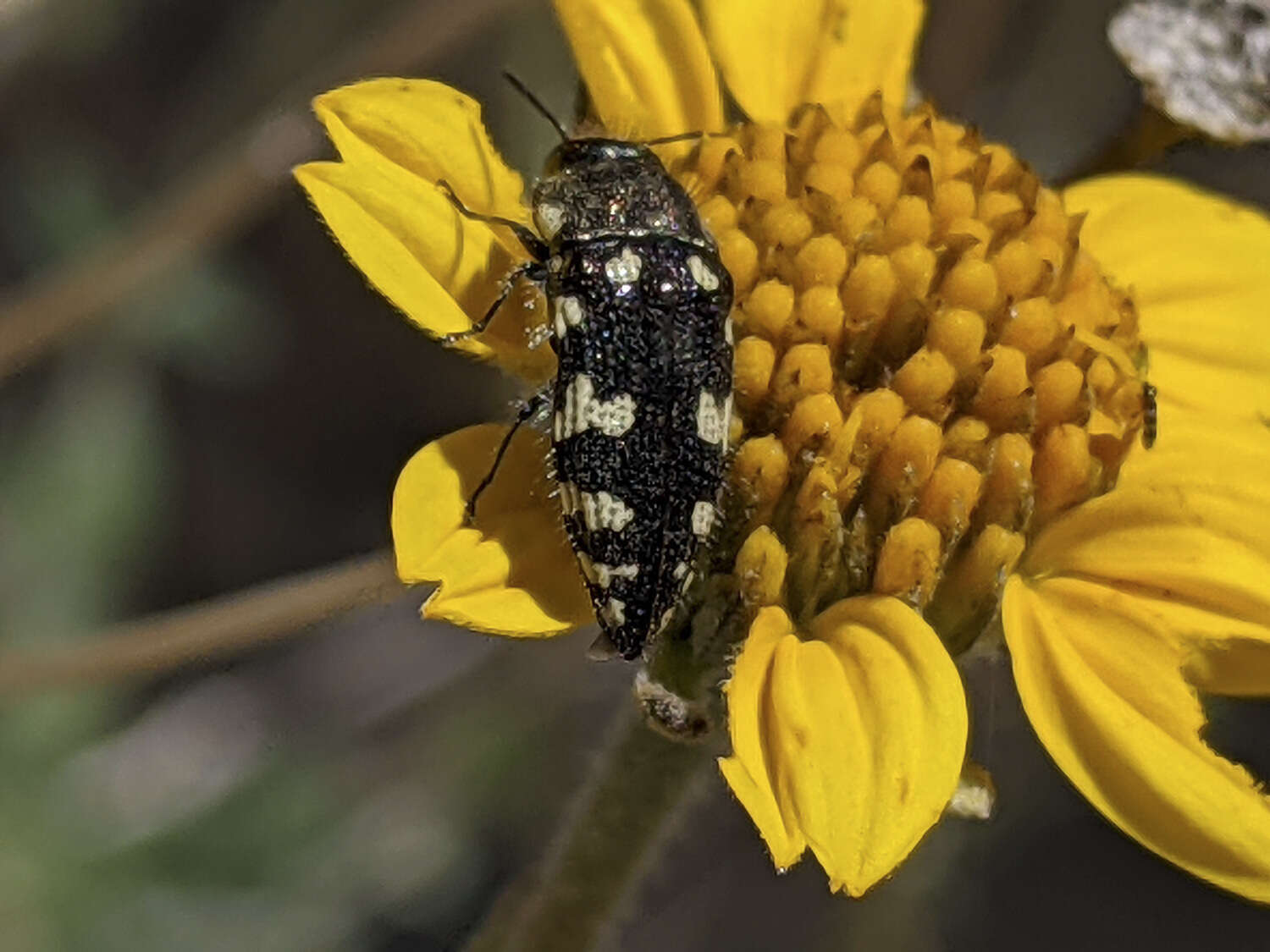 Image de Acmaeodera vernalis Barr 1972