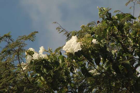 Image of Ipomoea populina House