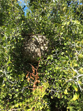 Image of Mexican Honey Wasp