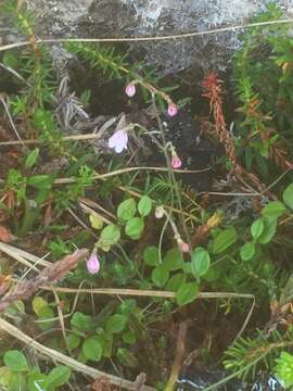 Image of Linnaea borealis var. borealis