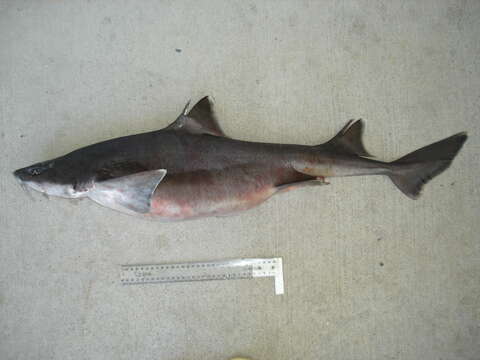 Image of Mandarin dogfish