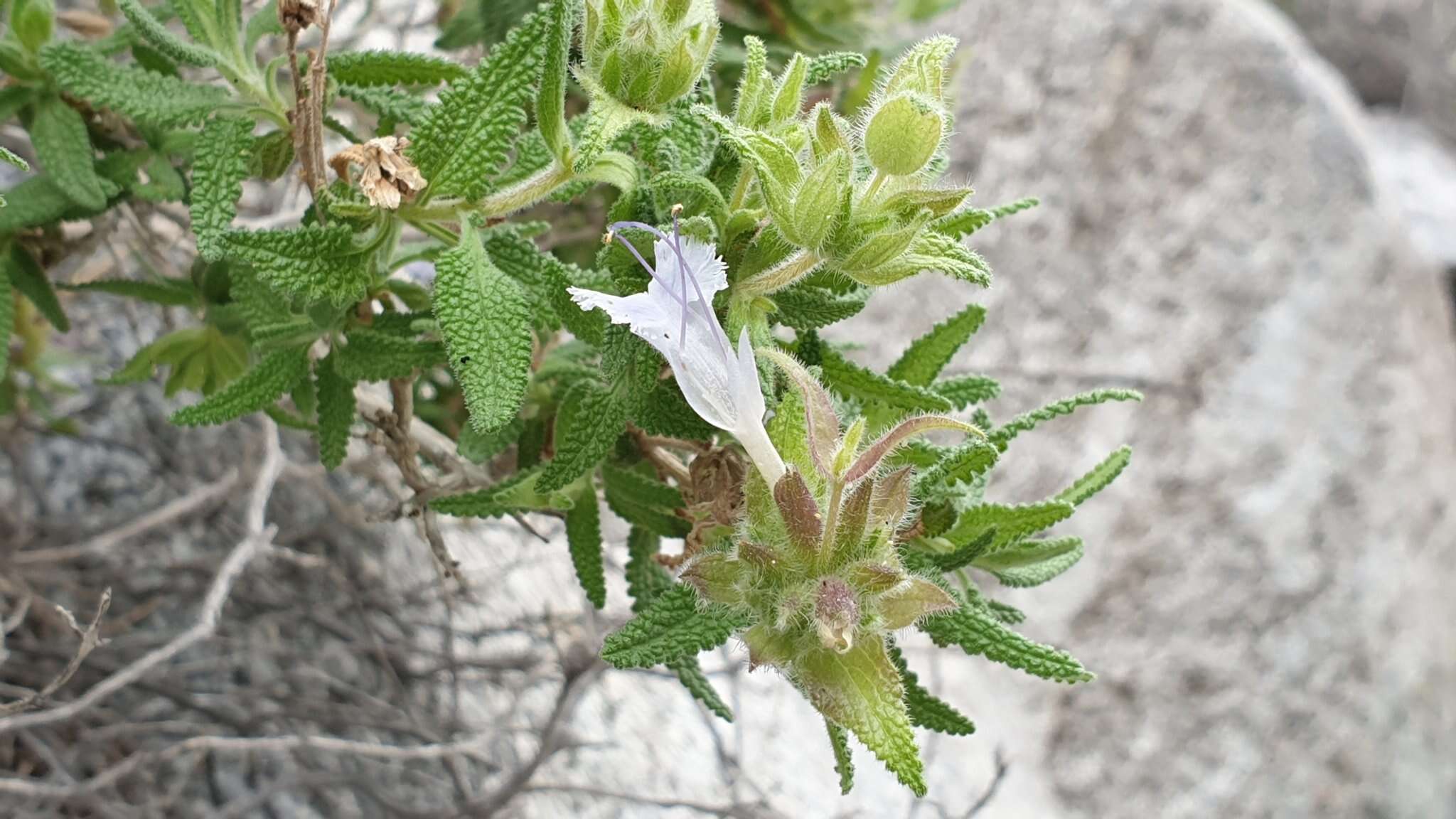 Image of rose sage