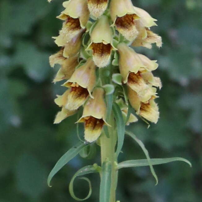 Слика од Digitalis ferruginea subsp. schischkinii (Ivan.) Werner