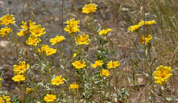 Image of Common Woolly Sunflower