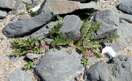 Image of Lepidium tenuicaule Kirk